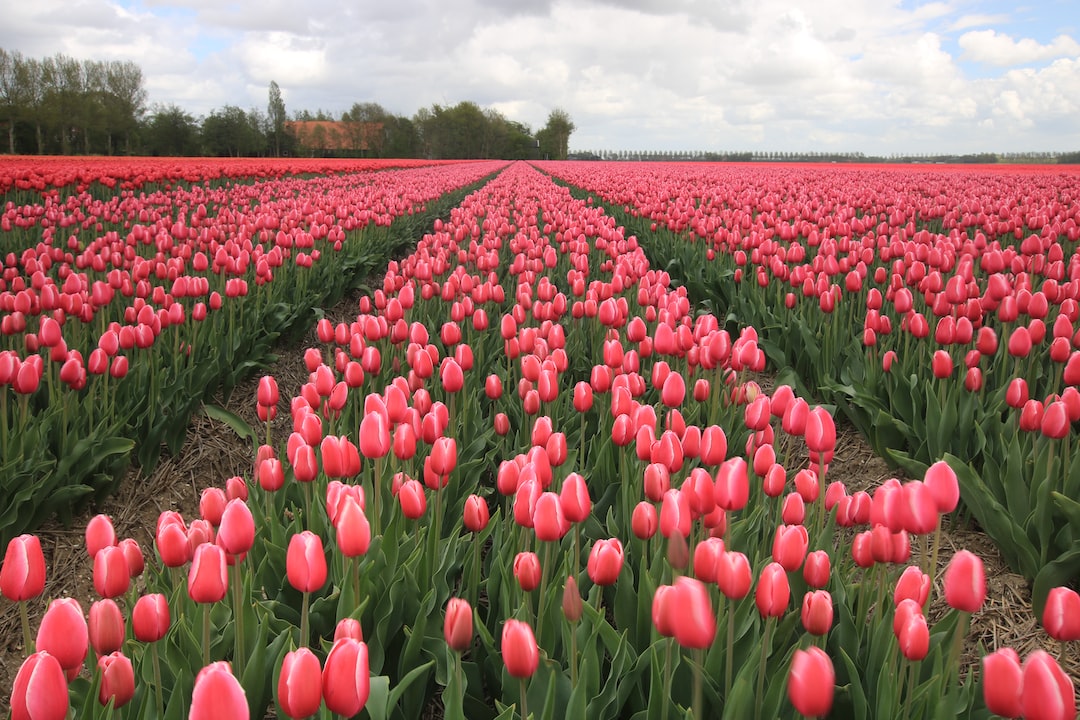 Jak skutecznie przygotować się do pracy jako zbieracz zamówień w kraju tulipanów?